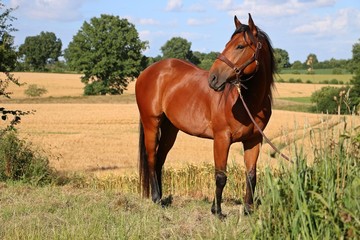 quarter horse in der natur