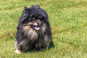 Wet Doggie