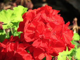 Pelargonium