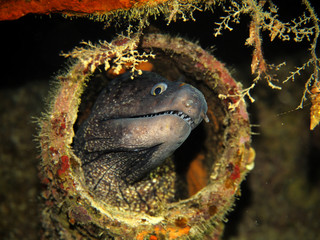 Moray eel in Pipe on Tug 2 Wreck - Exiles Beach - Sliema - Malta