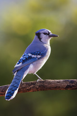 American Blue Jay in autumn