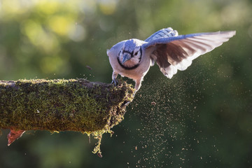 American Blue Jay in autumn