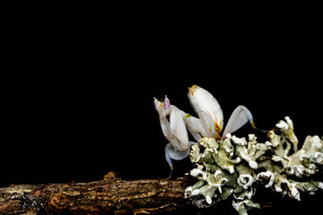 Orchid mantis (hymenopus coronatus)