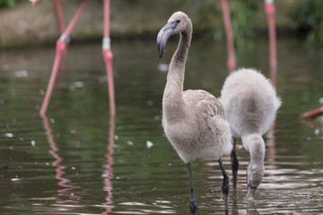 Juvenile Flamingo