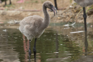 Juvenile Flamingo