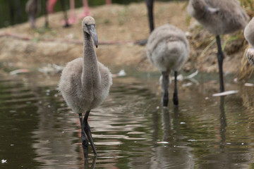 Juvenile Flamingo