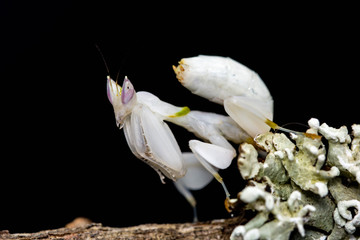Orchid mantis (hymenopus coronatus)