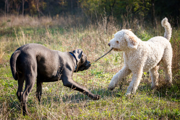 Dogs playing with the stick