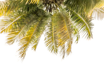 palmes, cime de cocotier, fond blanc 
