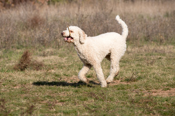 Laggoto romagnolo in the field
