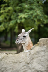 Lama © Makargina