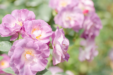 Fototapeta na wymiar Purple roses flower blossom in a garden,Decorative flowers
