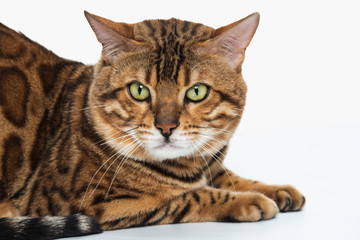 The gold Bengal Cat on white background