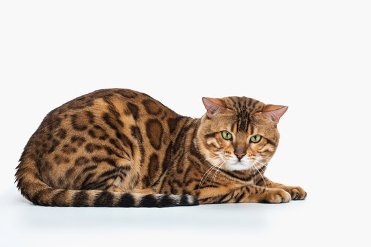 The gold Bengal Cat on white background