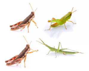 Brown grasshopper isolated on white background.