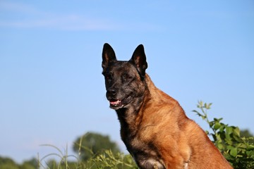 portrait eines belgischen schäferhundes