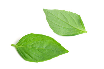 Fototapeta na wymiar basil herb leaves isolated on white background closeup