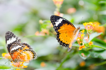 Beautiful butterflies are pollinating on flowers