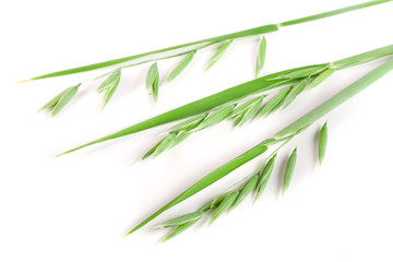 unripe oat spike isolated on white background