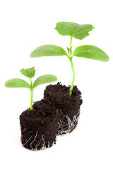 Cucumber seedling in soil isolated on white background