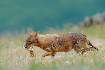 Golden jackal, Canis aureus, feeding scene with meadow, Madzharovo, Eastern Rhodopes, Bulgaria....