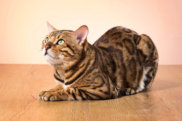 The gold Bengal Cat on brown background