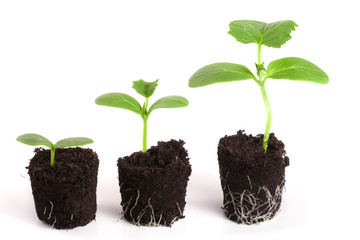 Cucumber seedling in soil isolated on white background