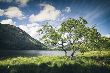 Alone Green Tree by Llyn Gwynant Lake in Snowdonia UK