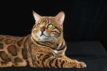 Fototapeta na wymiar The gold Bengal Cat on black background