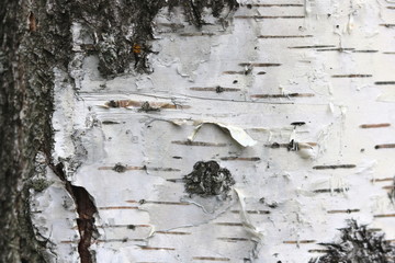 Birch bark texture for natural gray background