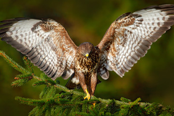 Buzzard in fly.Bird of prey Common Buzzard, Buteo buteo, sitting on coniferous spruce tree branch....