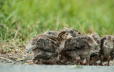 Petites cailles qui picorent