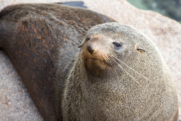 Narooma Seal Life