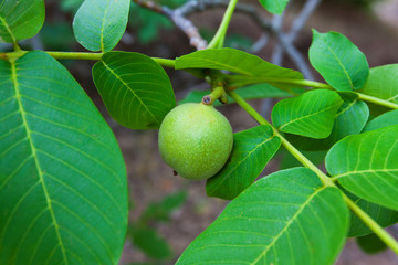 Ripe nuts of a Walnut tree, Closeup shot of a ripe walnut on tree with leaves,