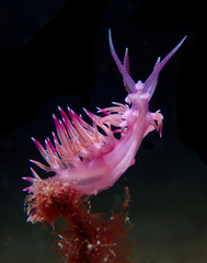 Colourful Nudibranch - Malta-Gozo-Comino