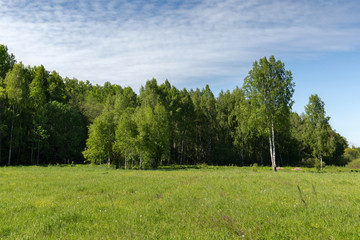 Молодые берёзы на лугу у края леса ясным солнечным утром. Лето.