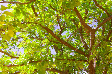 tree leaves, tree branch with green foliage.