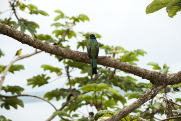 Wild birds on the shores of something peten itza, hotel camino real in Guatemala, Mayan biosphere.