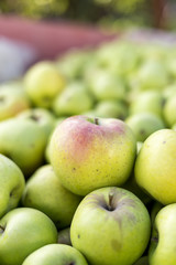 Closeup of green apples harvested