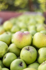Closeup of green apples harvested