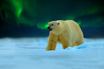 IJsbeer met noorderlicht, Aurora Borealis. Nachtbeeld met sterren, donkere hemel. Gevaarlijk uitziend beest op het ijs met sneeuw, Noord-Canada. Wildlife scène uit de natuur. Koude winter met ijsbeer.