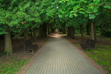 Beautiful shady alley in the Park. A pedestrian path leads into the Park, benches are on both sides. Beautiful light in the depths of the alley.