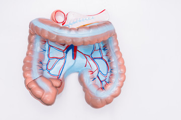 Close-up of Internal organs dummy on white background. Human anatomy model. Colon Anatomy.