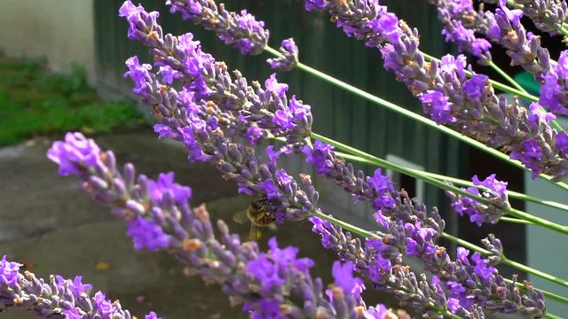 Bumblebee and bees flying over lavender, sunny day, slow motion view of natural life