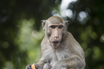 Portrait of monkey chewing food, Thailand