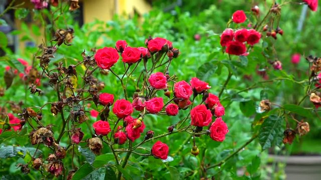 Red roses on the rain, slow motion view