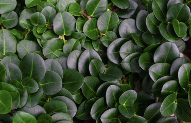 Tropical circle green leaf background. Green leaf background concept. Low key shot photo.