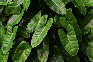 Low key lighting Nature background, green leaves in natural light and shadow with green toned color and selective focus.