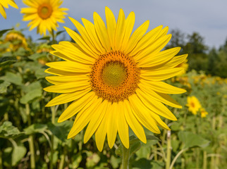 Blüte der Sonnenblume Nahaufnahme 