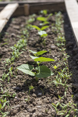 Young green seedlings plants growing